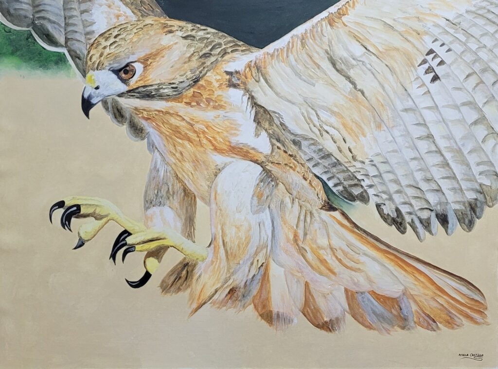 halcones (10)