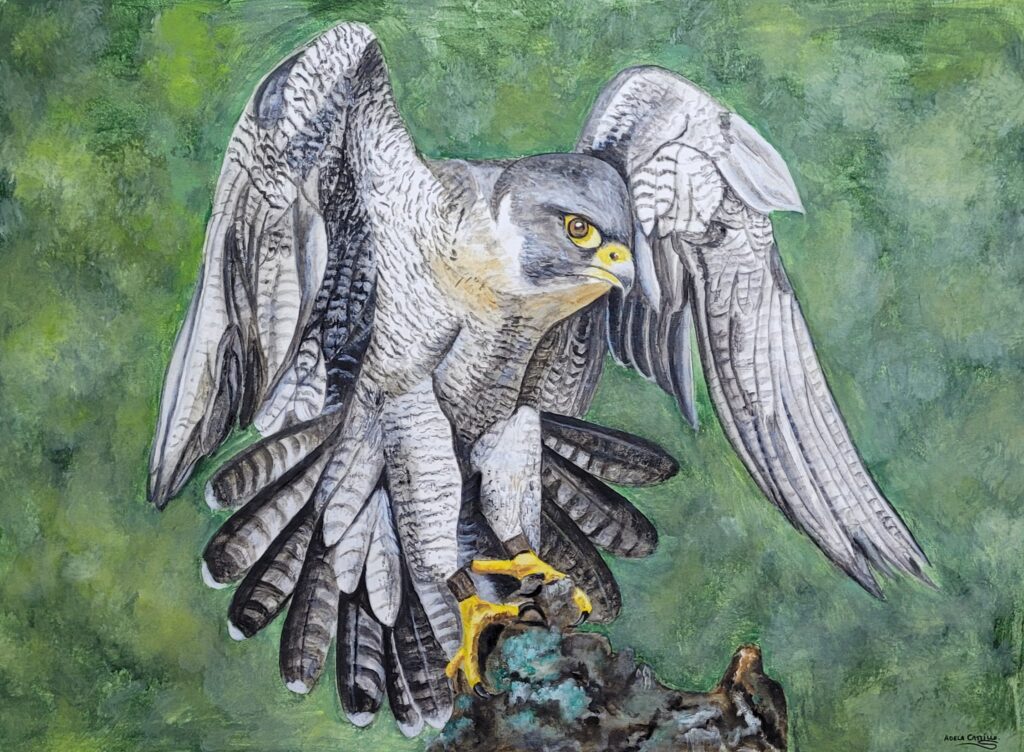 halcones (11)