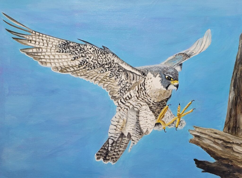 halcones (14)