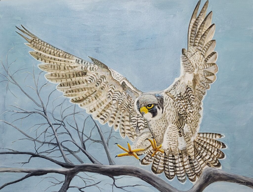 halcones (15)