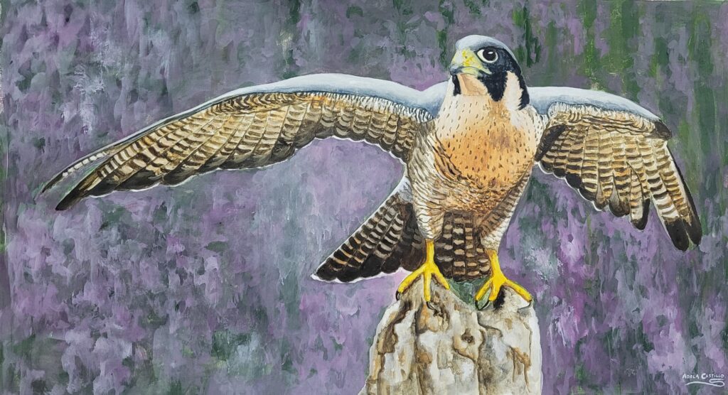 halcones (2)