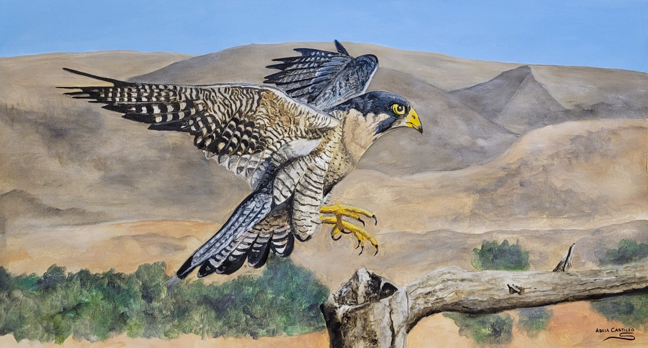 halcones (3)