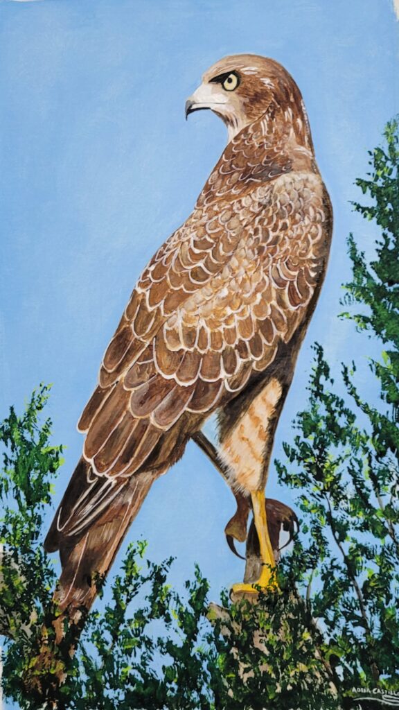 halcones (5)
