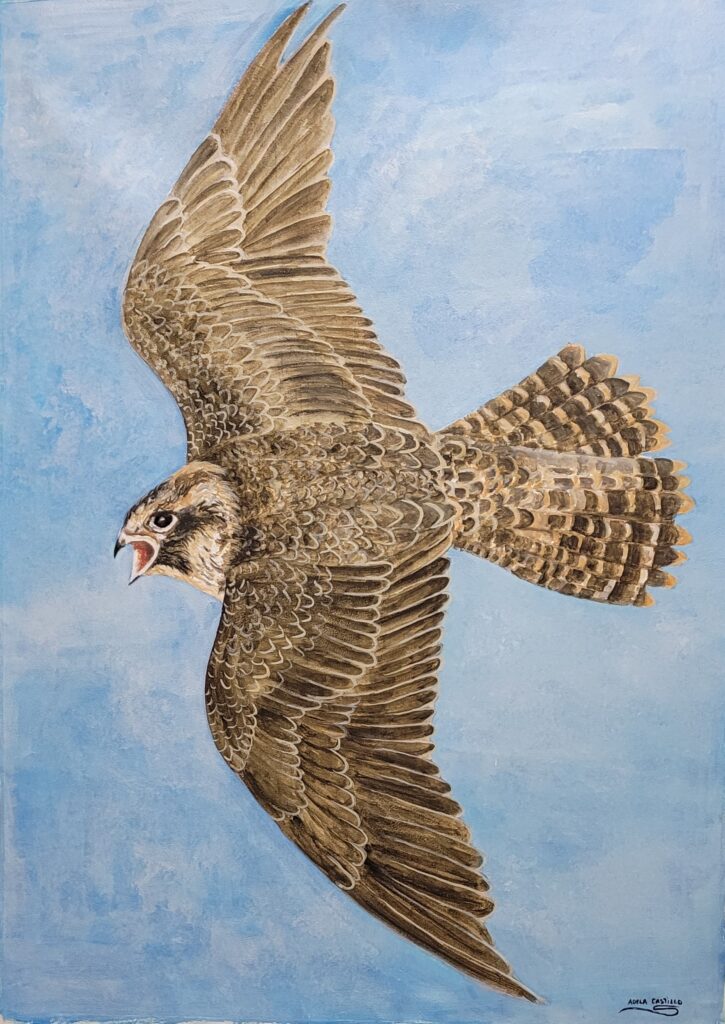 halcones (7)