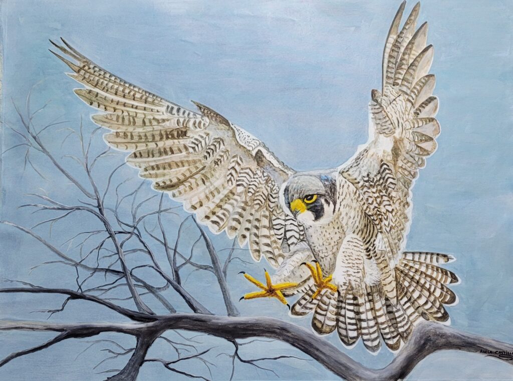 halcones (8)