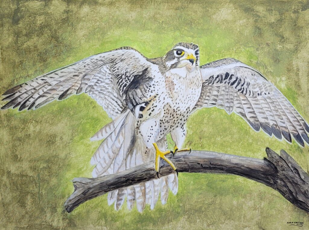 halcones (9)